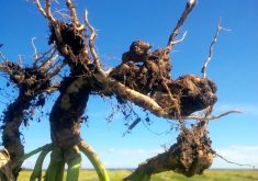 New clubroot strains discovered