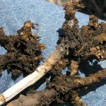 Investing in clubroot research