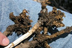 Investing in clubroot research