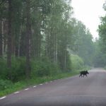 File photo of a wild boar crossing a road in Sweden. (Ockra/iStock/Getty Images)