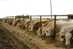 Feed testing gives clearer picture