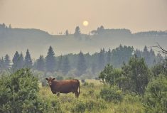 There’s little doubt that smoke is affecting cattle, but to what degree no one knows at this point.
