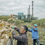 China has been conducting large-scale trials on GM corn and soybeans in 20 counties in five provinces, and results have been promising, according to reports.