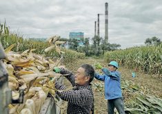 China has been conducting large-scale trials on GM corn and soybeans in 20 counties in five provinces, and results have been promising, according to reports.