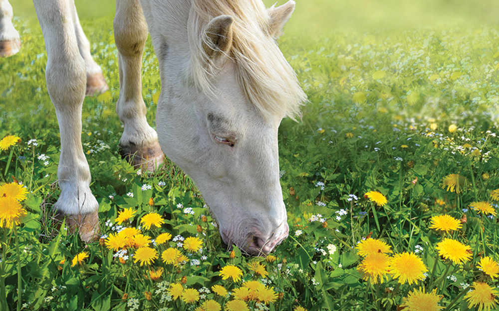 Dandelions are among the bitter plants that horses are drawn to.