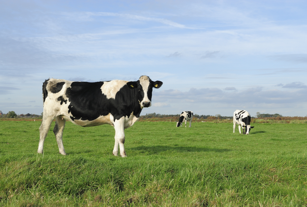 Reductions in methane emissions based on genetic advances will be cumulative, proponents say.