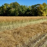 An initial swath in a canola crop north of St. Adolphe, Man. on Sept. 17, 2023. (Dave Bedard photo)