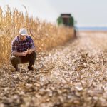 Two studies focus on nitrogen management and soil moisture conditions and look at the impact of different rotations.