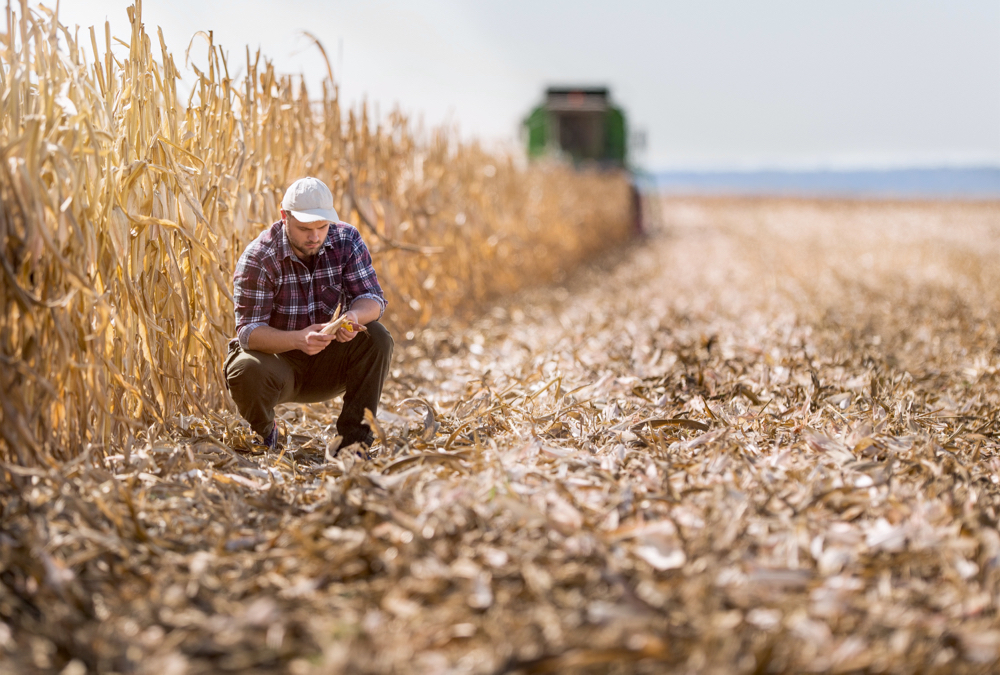 Two studies focus on nitrogen management and soil moisture conditions and look at the impact of different rotations.
