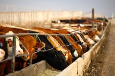 Cost advice for beef operators