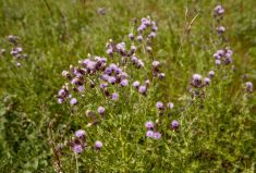 The bud stage, when Canada thistle is most palatable to livestock, occurs when purple flowers start opening.