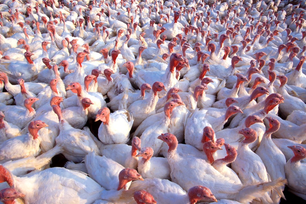 (Scott Bauer photo courtesy ARS/USDA)

