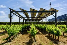 Solar panels can provide shade to plants while harnessing energy, such as in this vineyard in France.