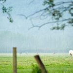 File photos of Yukon ranchland. (StockstudioX/iStock/Getty Images)