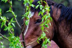 A wild horse on Alberta's eastern slopes.