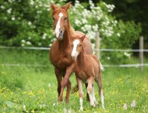 Natural movement and a ready supply of forage are equally important to horse health.