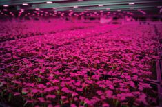 Baby arugula grows in GoodLeaf farms’ vertically integrated Guelph, Ont., location. 
The Calgary facility is set to begin operations in November.