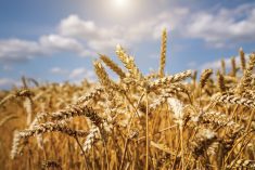 Market sources say Russian wheat is being regularly offered for sale well below reported floor levels.