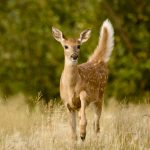 ‘…the researchers in Ohio estimated that the rate of viral mutation was three times greater than in humans...The mutations appeared to be adaptive responses that might have increased viral spread in its new deer hosts.’