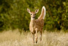 &lsquo;&hellip;the researchers in Ohio estimated that the rate of viral mutation was three times greater than in humans...The mutations appeared to be adaptive responses that might have increased viral spread in its new deer hosts.&rsquo;