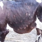 File photo of a case of lumpy skin disease in Bangladesh. (Md Babul Hosen/iStock/Getty Images)