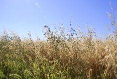 The best time to manage weeds post-harvest