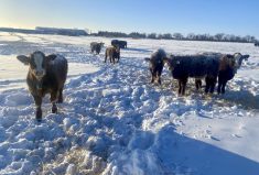 Cattle fitted with NoFence virtual fencing technology.