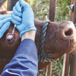 University of Saskatchewan researcher Paola Elizalde Ruiz drops an experimental vaccine vector into the eye of a calf.