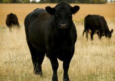 An Alberta rancher hopes that any program the government brings forward will be wide-ranging enough to accommodate the unique needs of not just the beef industry, but individual producers.