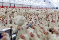 Flu viruses hijack proteins like ANP32 inside cells to help themselves replicate, and the edits in chickens were designed to stop the growth of bird flu.