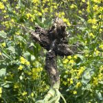Pulling canola plants and checking them for galls may be the best way to scout for clubroot.