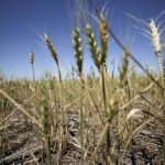 A view shows limp wheat plants, a result of the climate phenomenon La Nina, at a farm in Navarro, in Buenos Aires province, Argentina Dec. 5, 2022.