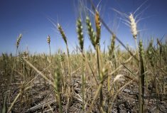 A view shows limp wheat plants, a result of the climate phenomenon La Nina, at a farm in Navarro, in Buenos Aires province, Argentina Dec. 5, 2022.