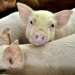 Prop 12 has been in force in California since July 1, but by the start of 2024 pork distributors will need to submit third-party certification to say they are compliant with the new regulation.