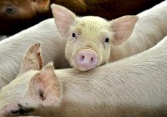 Prop 12 has been in force in California since July 1, but by the start of 2024 pork distributors will need to submit third-party certification to say they are compliant with the new regulation.