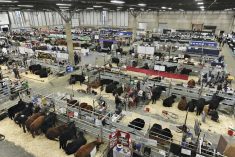 The quality of the livestock draws buyers and sellers to Farmfair International.