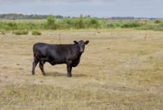 Alberta cattle producers need better business risk management programs that are more timely, says the chair of ABP.
