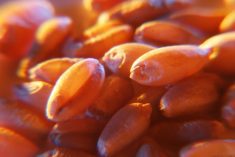 IGC raises forecast for 2023-24 world wheat crop