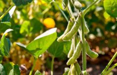 field soybeans