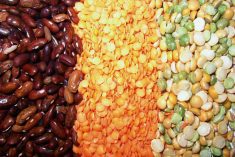 beans, lentils, peas