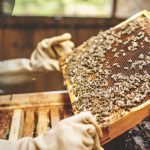 “If there are still the bacteria present in the hive, other bees can come and rob that colony and potentially bring that bacteria back to their hive.” – Samantha Muirhead.