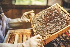 “If there are still the bacteria present in the hive, other bees can come and rob that colony and potentially bring that bacteria back to their hive.” – Samantha Muirhead.