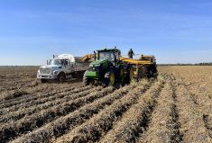 Tony Kirkland, vice-chair of Potato Growers of Alberta, harvests seed potatoes on his farm southeast of Spruce Grove.