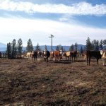 'We continue to see producers having to make the tough decision to exit the industry as it is no longer financially feasible to remain.'