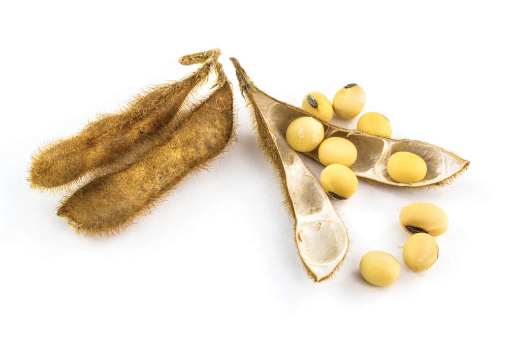 China soybean imports surge