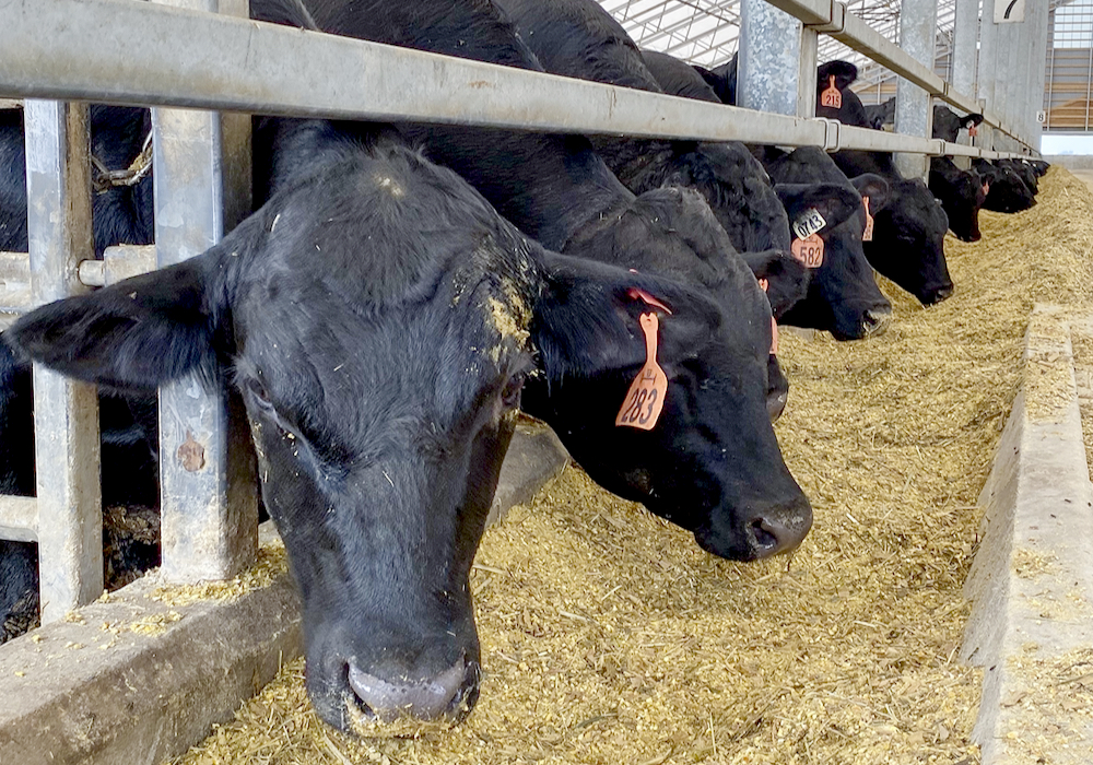Research shows bunk management efficiencies could be pinpointed using trail cameras and attention to the impact of bunk, cattle and external conditions.