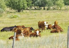 Higher beef prices are narrowing the gap between crop returns and cattle returns.