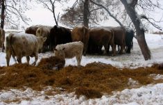 Forage sources sought