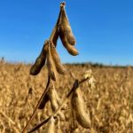 A soybean field north of St. Adolphe, Man. on Sept. 17, 2023. (Dave Bedard photo)