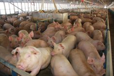A new report says Canada has low emissions for pork and beef production.